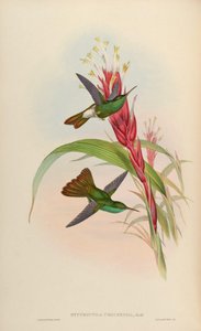 Hypuroptila urochrysia = Chalybura urochrysia door John Gould